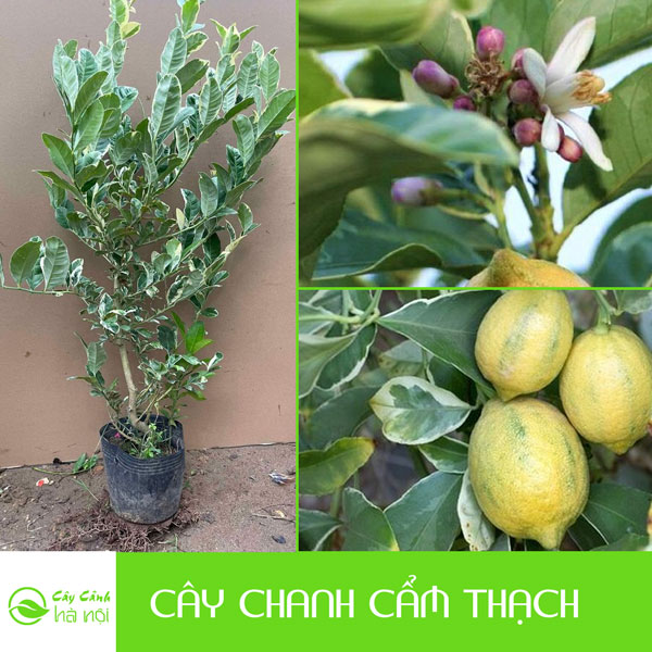 Đặc điểm cây chanh cẩm thạch