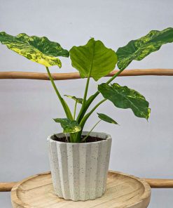 Cây ráy vàng có tên khoa học là Alocasia Gageana Aurea