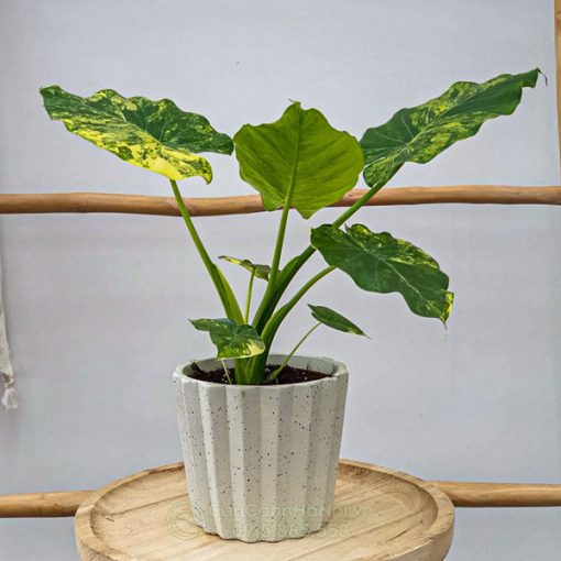 Cây ráy vàng có tên khoa học là Alocasia Gageana Aurea