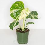 Cây Monstera Thai Constellation – Trầu Bà Chòm Sao Thái Lan