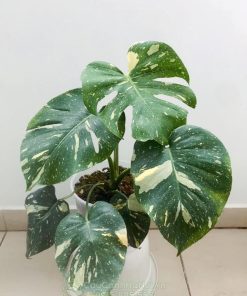 Cây Monstera Thai Constellation là một trong những quáy cật rừng xanh