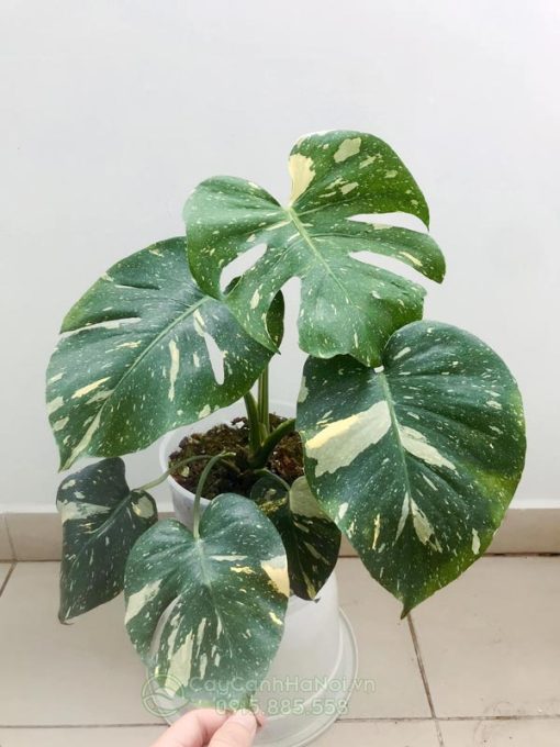 Cây Monstera Thai Constellation là một trong những quáy cật rừng xanh