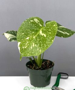 Cây Monstera Thai Constellation Mini