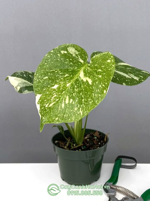 Cây Monstera Thai Constellation Mini