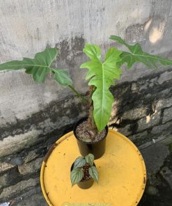 Cây Philodendron Dragon đẹp