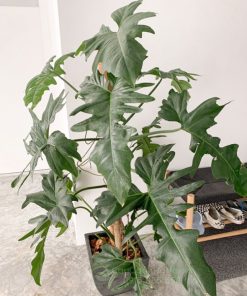 Cây Philodendron Dragon mang đến nhiều may mắn và vượng khí