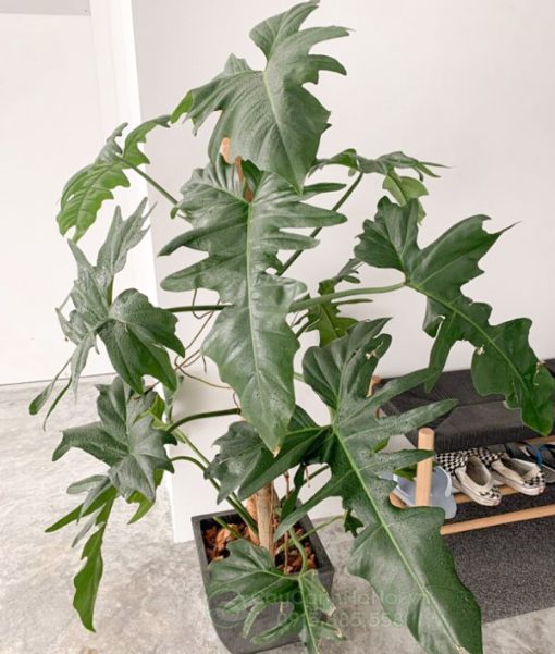 Cây Philodendron Dragon mang đến nhiều may mắn và vượng khí