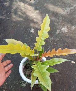 Cây Philodendron Golden Crocodile trên lá