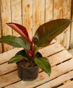 Cây Philodendron Imperial Red