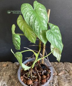 Cây Philodendron Mamei Silver Cloud tương đối dễ trồng