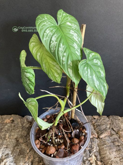 Cây Philodendron Mamei Silver Cloud tương đối dễ trồng