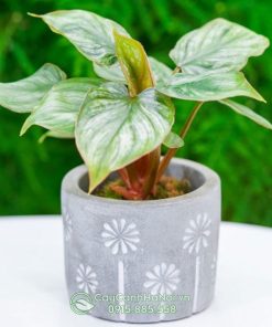 Cây Philodendron Mamei Silver Cloud mini để bàn trồng chậu đá mài