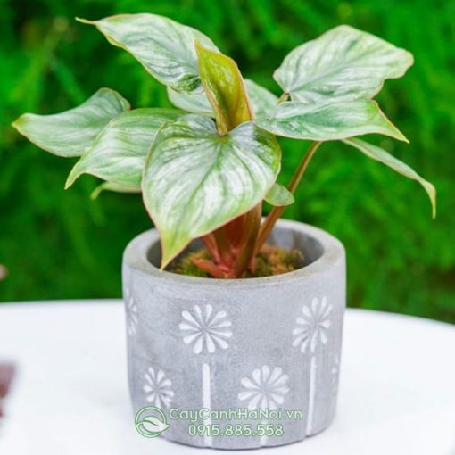 Cây Philodendron Mamei Silver Cloud mini để bàn trồng chậu đá mài