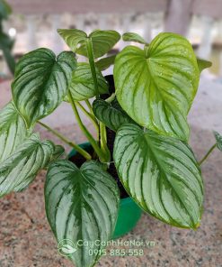 Cây Philodendron Mamei Silver Cloud ưa ẩm