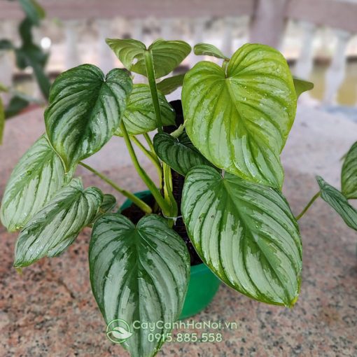 Cây Philodendron Mamei Silver Cloud ưa ẩm