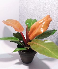 Philodendron Prince of Orange