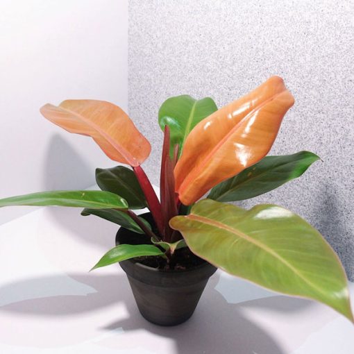 Philodendron Prince of Orange