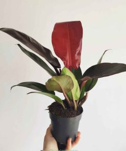 Cây Philodendron Red King có bộ lá đẹp