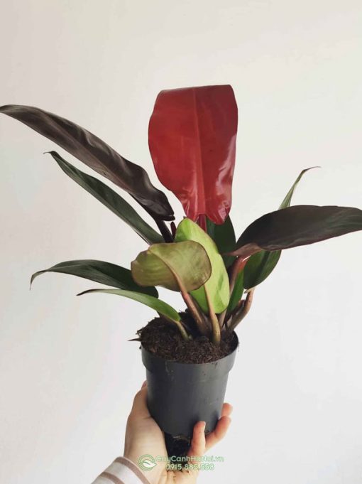 Cây Philodendron Red King có bộ lá đẹp