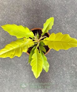 Cây Philodendron Ring Of Fire Gold