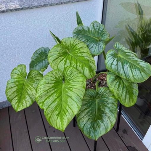 Cây Philodendron Silver Cloud trang trí ban công