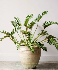 Cây Philodendron Xanadu không leo được