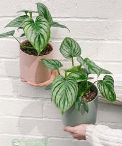 Cây Philodendron lá bạc mang đến nhiều may mắn