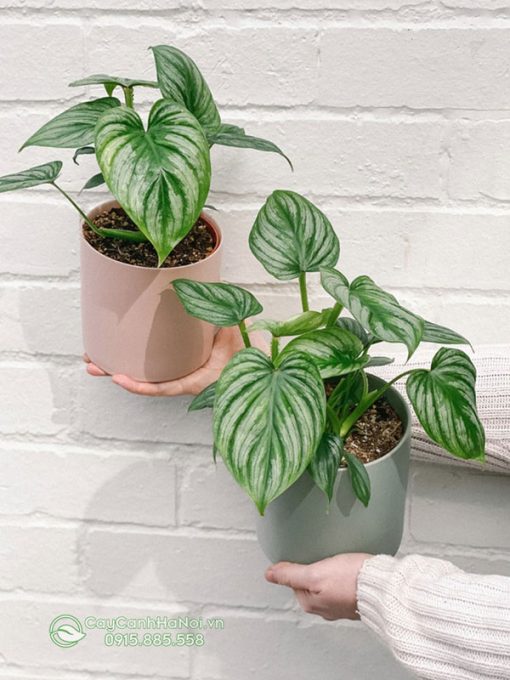 Cây Philodendron lá bạc mang đến nhiều may mắn