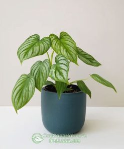 Cây Philodendron lá bạc trồng để bàn đẹp