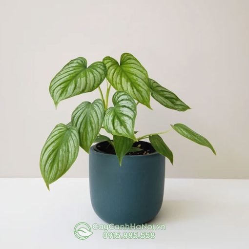 Cây Philodendron lá bạc trồng để bàn đẹp