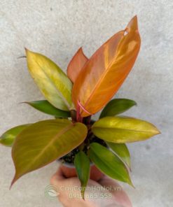 Cây Philodendron ‘Red King’