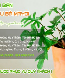 Cây Cảnh Hà Nội bán cây trầu bà Mayoi đẹp giá rẻ tai Hà Nội