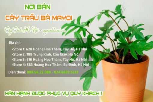 Cây Cảnh Hà Nội bán cây trầu bà Mayoi đẹp giá rẻ tai Hà Nội