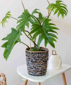 Cây philodendron mayoi là biểu tượng của sự thông hanh