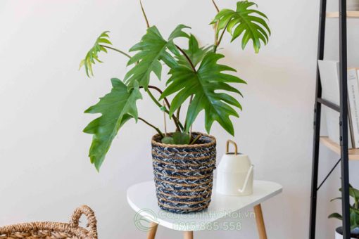 Cây philodendron mayoi là biểu tượng của sự thông hanh