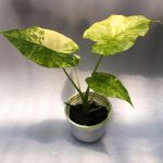 Cây Ráy Vàng – Alocasia Gageana Aurea