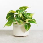 Cây Trầu Bà Brasil – Philodendron Brasil