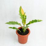 Cây Trầu Bà Cung Đàn Cẩm Thạch – Philodendron Ring Of Fire Variegated