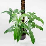 Cây Trầu Rồng – Philodendron Dragon