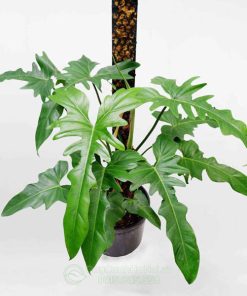 Cây Trầu Rồng - Philodendron Dragon