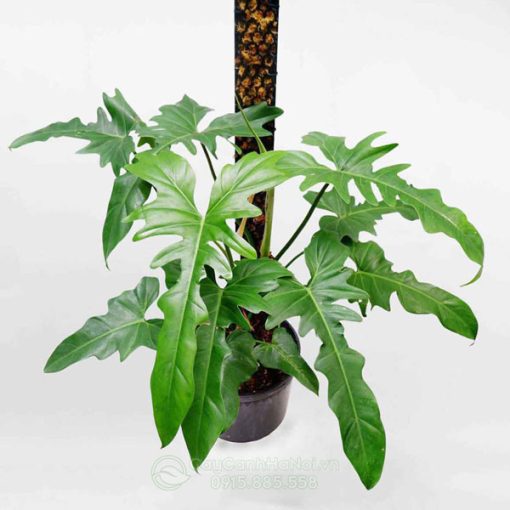 Cây Trầu Rồng - Philodendron Dragon