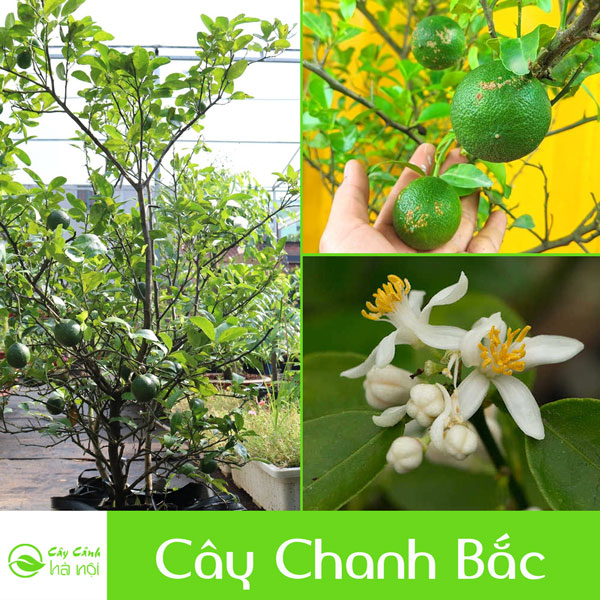 Đặc điểm cây chanh bắc