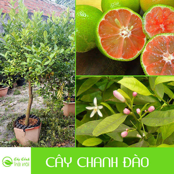 Đặc điểm cây chanh đào