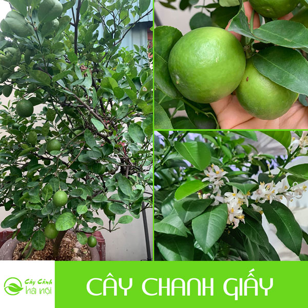 Đặc điểm cây chanh giấy