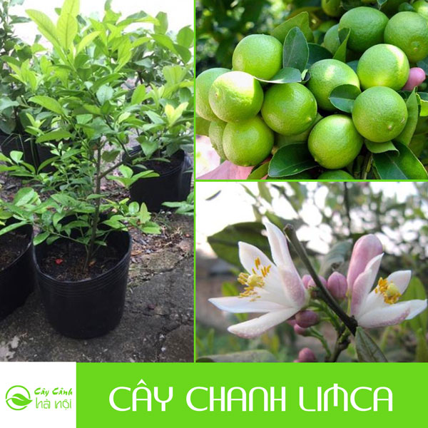 Đặc điểm cây chanh limca không hạt