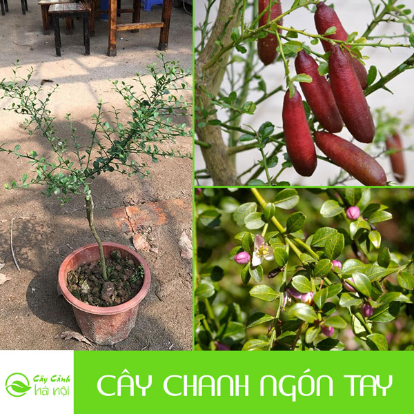 Đặc điểm cây chanh móng tay