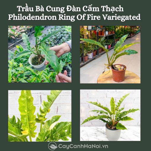 Đặc điểm cây trầu bà cung đàn Var