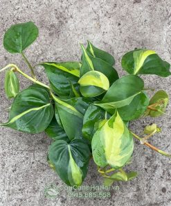 Đặc điểm cây philodendron brazil