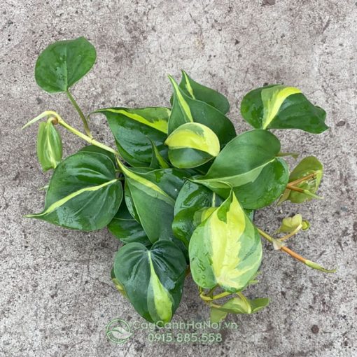 Đặc điểm cây philodendron brazil