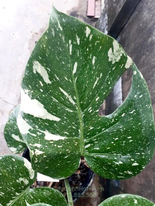 Đặc điểm lá Monstera Thai Constellation